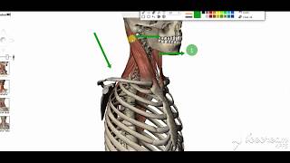 Sternomastoid muscle 3 [upl. by Haram]