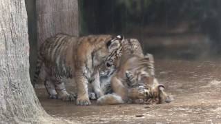 POUNCING Cubs [upl. by Rats]