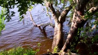 Caloosahatchee Regional Park 6 052013 [upl. by Selinski540]