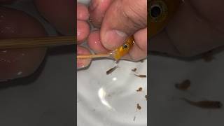 Mother fish giving birth to 2 baby fish 🐬🥰 물고기 魚 fish fishing [upl. by Reeta]