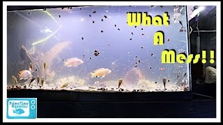 Cloudy Water in a Fish Tank and What to do About It [upl. by Trelu]