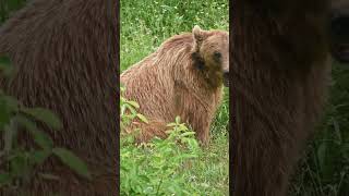 5 Amazing Facts About Grizzly Bear [upl. by Schumer]