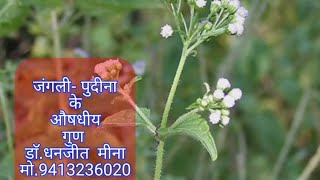 Mentha Longifolia Q MTजंगली पुदीनापहाडी पुदीना के औषधीय गुण [upl. by Inamik]