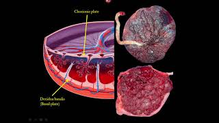 The Placenta and Umbilical Cord Ultrasound Video Lecture [upl. by Pinebrook]