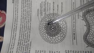 External and Internal features of Pteris Dr Vikas Jangu Botany [upl. by Ancalin]