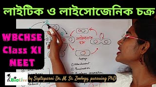 Lytic and Lysogenic Cycle of Bacteriophage Reproduction WBCHSE Class 11 Biology NEET [upl. by Babita350]