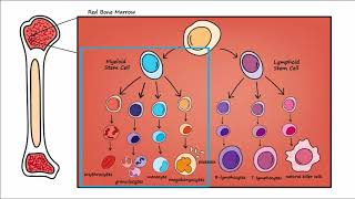 Leukemia  Overview [upl. by Halet]