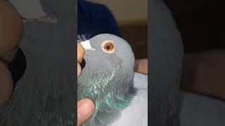 pigeonsplannet champion breed amarjeetchampionproducerjanhooymansharry foryou vlog koopman [upl. by Homovec213]