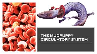 The Mudpuppy Circulatory System [upl. by Ahsek]