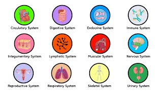 Every Major Body System Explained in 15 minutes [upl. by Anohsal200]