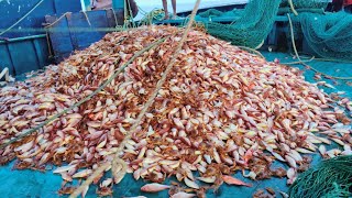 LIVE FISHING IN KANDAKUNJI FISHஇழுவைபடகில் கண்டகுஞ்சி மீன் பிடிக்கும் நேரடி காட்சி [upl. by Lanuk]