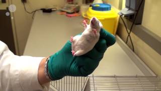 Tail handling and scruff handling of mice one hand only [upl. by Ibbor]