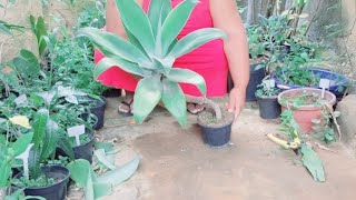 How to Prune Agave Attenuata Ornamental Plant plants [upl. by Grete]