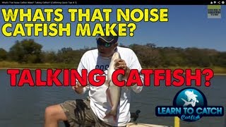 Whats That Noise Catfish Make Talking Catfish Catfishing Quick Tips  7 [upl. by Seana]