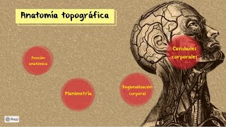 Anatomía topográfica [upl. by Reinke]