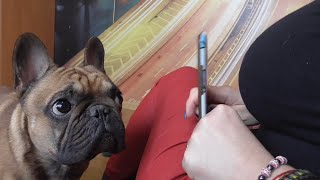 French bulldog reaction to barking on the phone [upl. by Leffert]