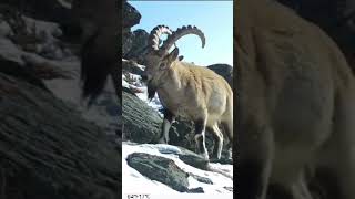 Siberian mountain goat🐐 Сибирский горный козел 🐐 [upl. by Kcirted]