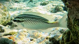 Arabian monocle bream Scolopsis ghanam also known as Ghanam spinecheek 4K [upl. by Eamaj]