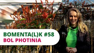 BOMENTALK 58  Bol Photinia [upl. by Aerdna]