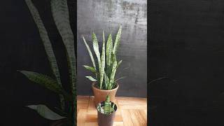 Snake Plant Propagation Made Magical Uncover the Secrets of Perlite [upl. by Mayram543]