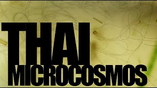 Thai Microcosmos Channel Trailer [upl. by Rauch76]