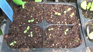 How To Grow Salpiglossis Flowers From Seed Plus Seedlings Update [upl. by Bastian767]