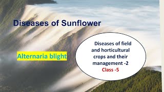 Diseases of Sunflower🌻 Alternaria Blight Plant Pathology Hindi Explanation [upl. by Hunter]