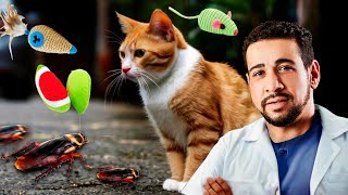 COMO BRINCAR COM GATOS E PORQUÊ GOSTAM DE BARATAS [upl. by Hughie47]