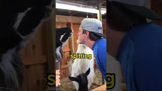 Why are llamas spitting 😱 shorts short llamas [upl. by Harilda280]