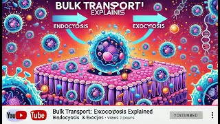 Bulk Transport Endocytosis amp Exocytosis Explained [upl. by Niboc]