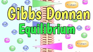 Gibbs Donnan Equilibrium  Donnan Membrane Equilibrium [upl. by Eadas]