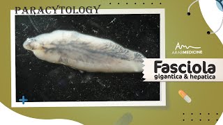 Fasciola gigantica and hepatica I Paracytology I ArabMed [upl. by Ivy]