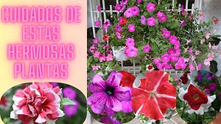 TODO SOBRE LAS PLANTAS PETUNIAS O CONSERVADORAS CUIDADOS😍 [upl. by Calvin]