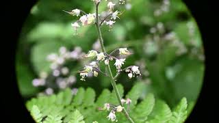 Threeleaf foamflower Tiarella trifoliata [upl. by Eniamart733]