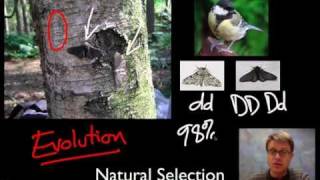 Unit 1 Review  Natural Selection [upl. by Sinaj]