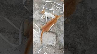 quotEPIC CAT FIGHT WITH REAL SOUNDS  Funny Cats Fightingquotcat shorts [upl. by Yrtsed]