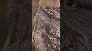 Discover the unique frogmouth bird [upl. by Ardnaek]