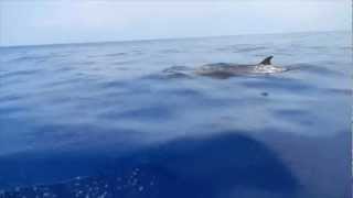 Blainvilles Beaked Whale [upl. by Anavoig]