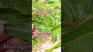 Red rust in Mango agriculture agri planteducation plantdisease planthealth [upl. by Beeson]