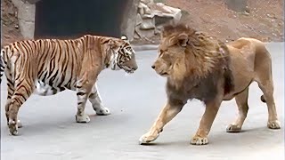 Lion VS Tiger Real Fight  Tough Creatures Ep 4 [upl. by Darnell]