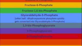 Glycolysis Do Re Mi [upl. by Ainitsirc]