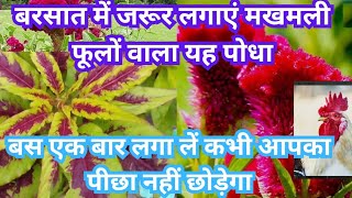 मुर्गा कलगीजटाधारीcockscombcelosía plant how to grow and care Cockscomb [upl. by Wons760]