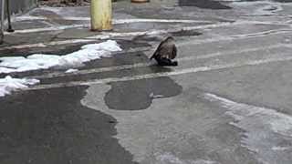 Cathedral of Learning Peregrine falcon killing a crow [upl. by Lurette226]