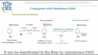 16 Phase II reactions Conjugation with GSH paracetamol [upl. by Eillak800]