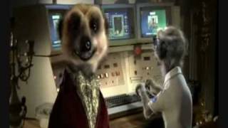 Compare The Meerkat Advert all in one Compare The Market Cheap Car Insurance [upl. by Emylee659]