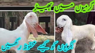 Garmion Main Sheeps or Goats ko kase mehfoz rakhen 🐏🐐Sheeps and goats lovers [upl. by Lienaj]