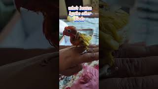 lovebirds chick rescued youtubeshort youtube parrotvideo lovebirds [upl. by Sikras]