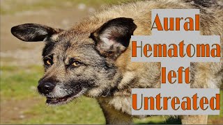 What Happens when a Dogs Aural Hematoma is left Untreated [upl. by Nayra]