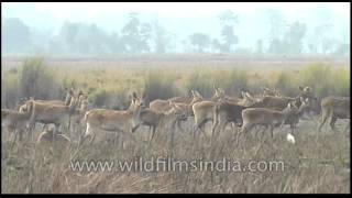 The Barasingha march  Kaziranga [upl. by Kaufman]