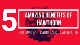 5 AMAZING ESSENTIAL BENEFITS OF HAWTHORN BERRIES [upl. by Yrrok]